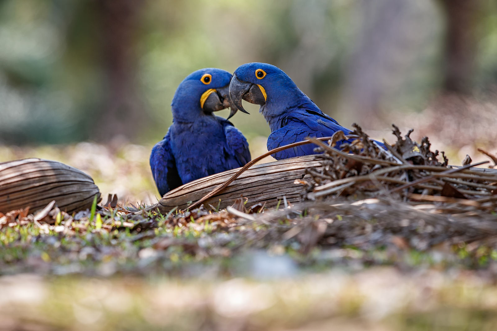 Hyacinthara's, Pantanal
