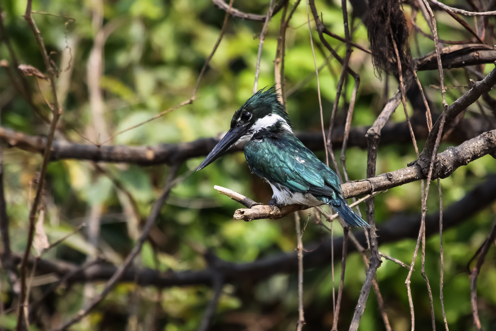 IJsvogel in de Pantanal