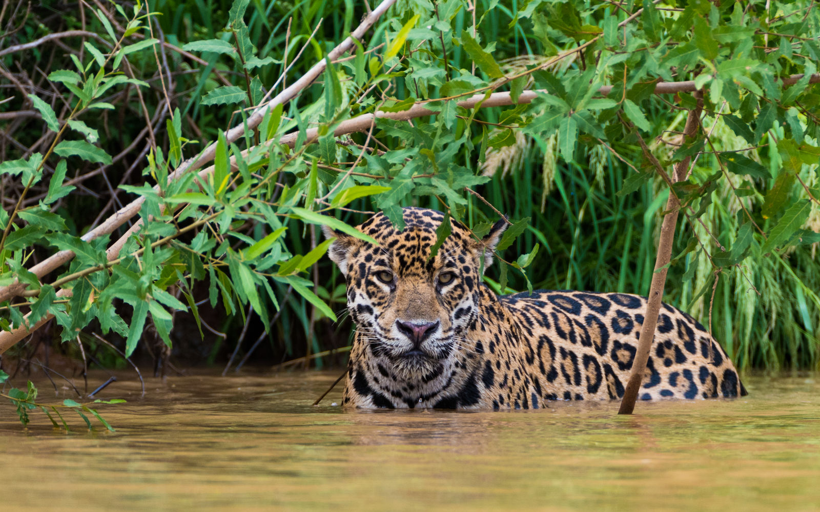 Jaguar in de Pantanal