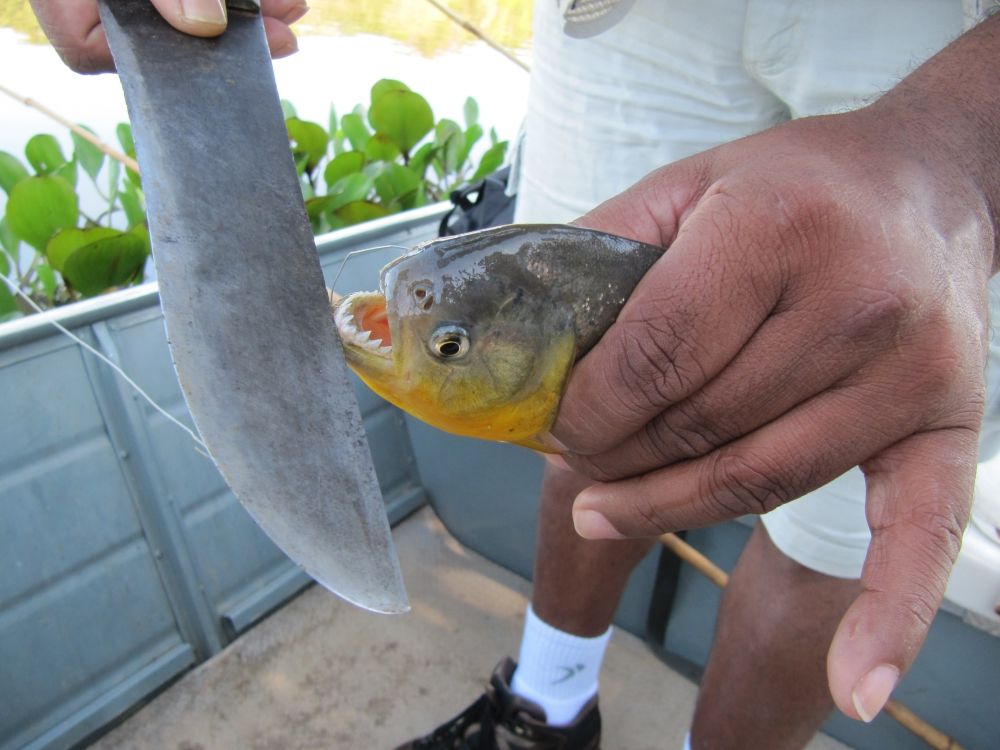 Piranhas in de Pantanal