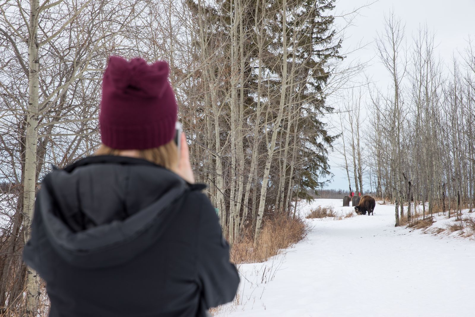 Elk Island National Park. Reiziger fotografeert een bizon.