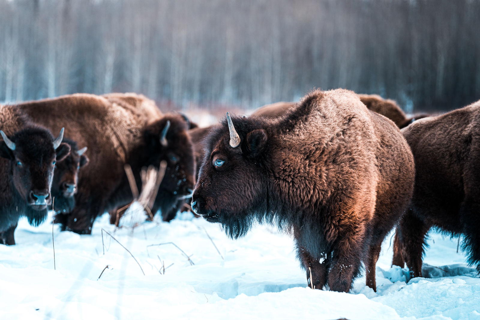 Bizons in Elk Island National Park