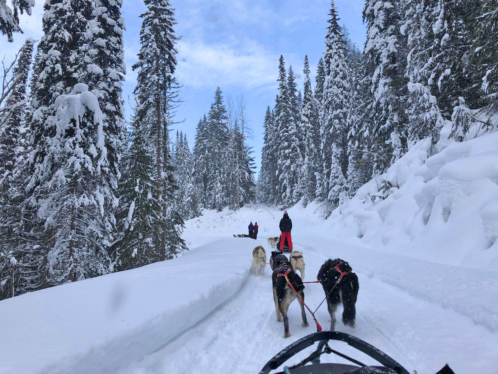 Huskysafari in winters West-Canada