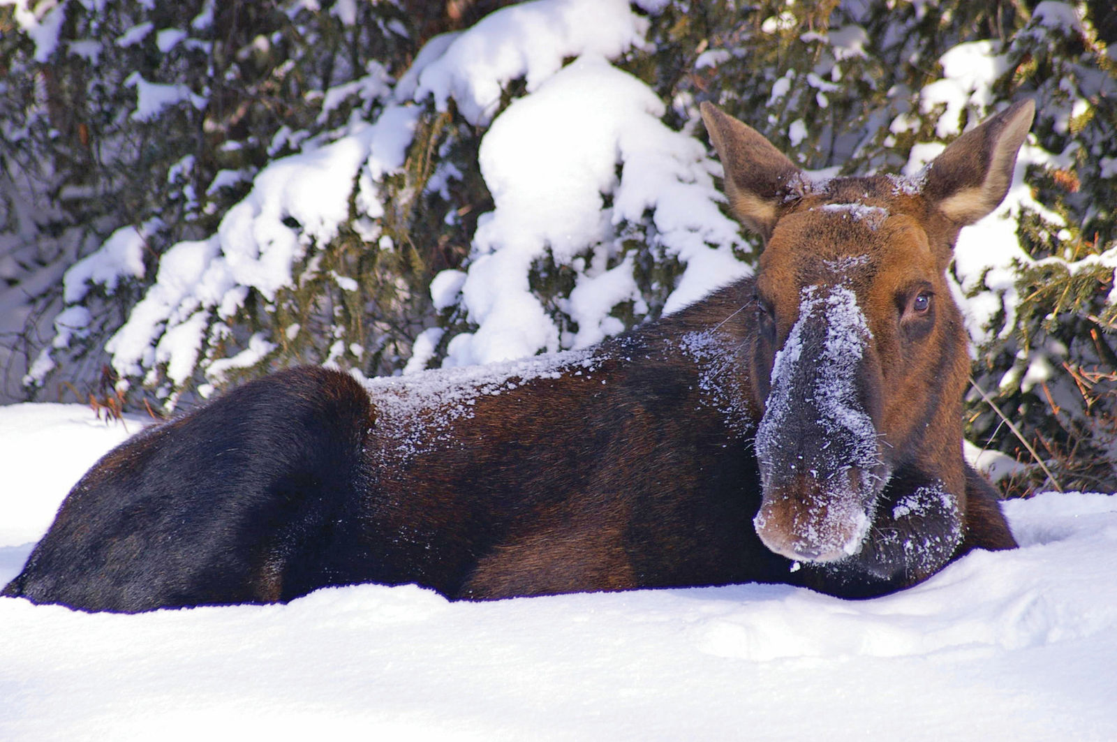 Wildlife safari in Jasper National Park