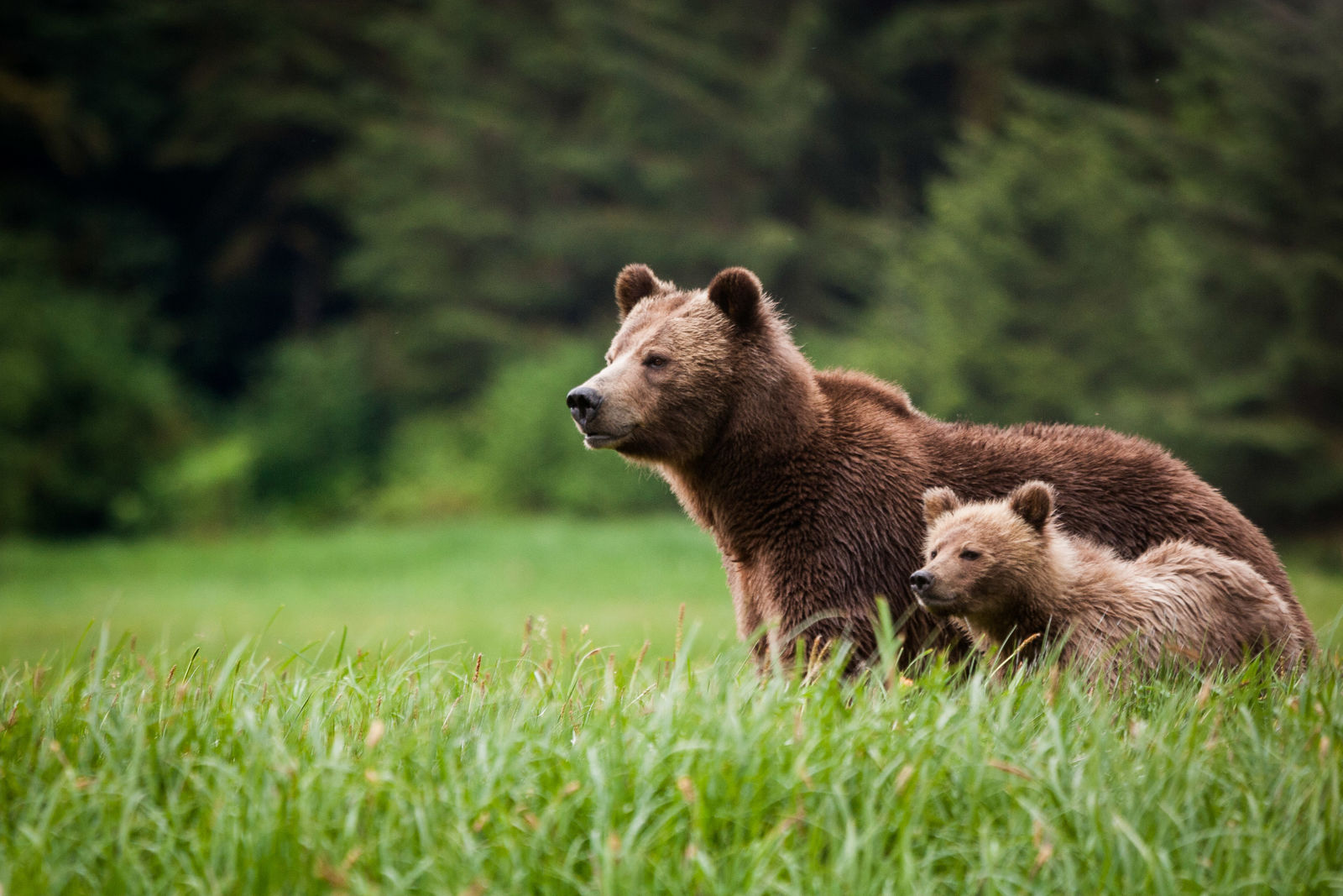 Grizzly's bij de Knight Inlet Lodge