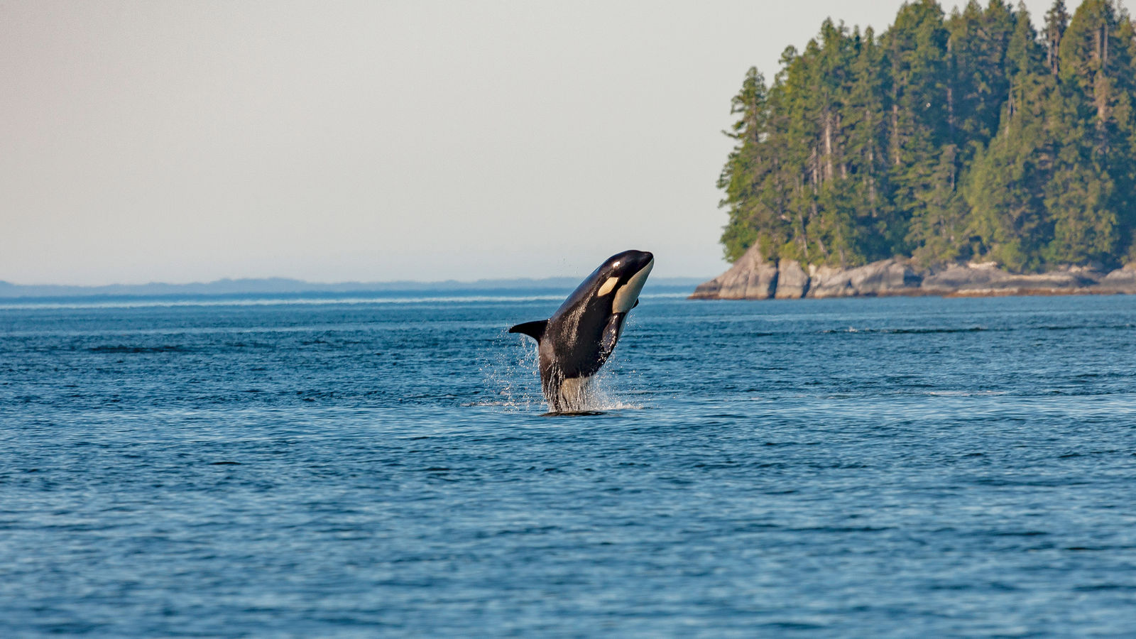 Orka in Canada