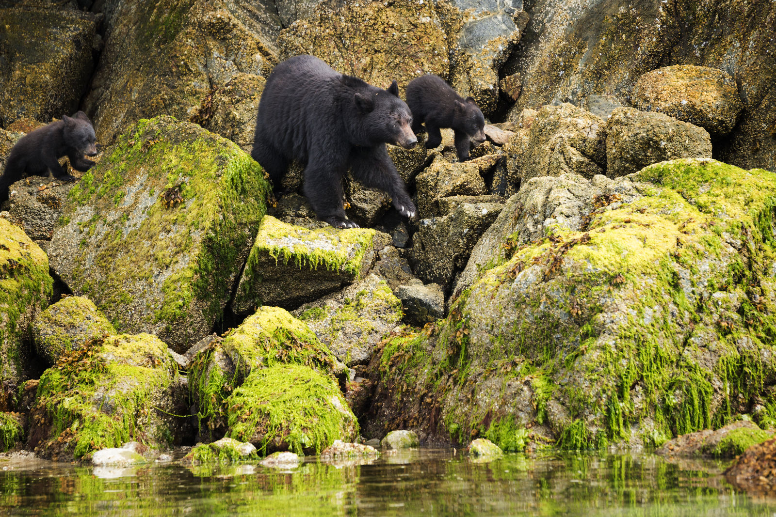 Zwarte beren op Vancouver Island