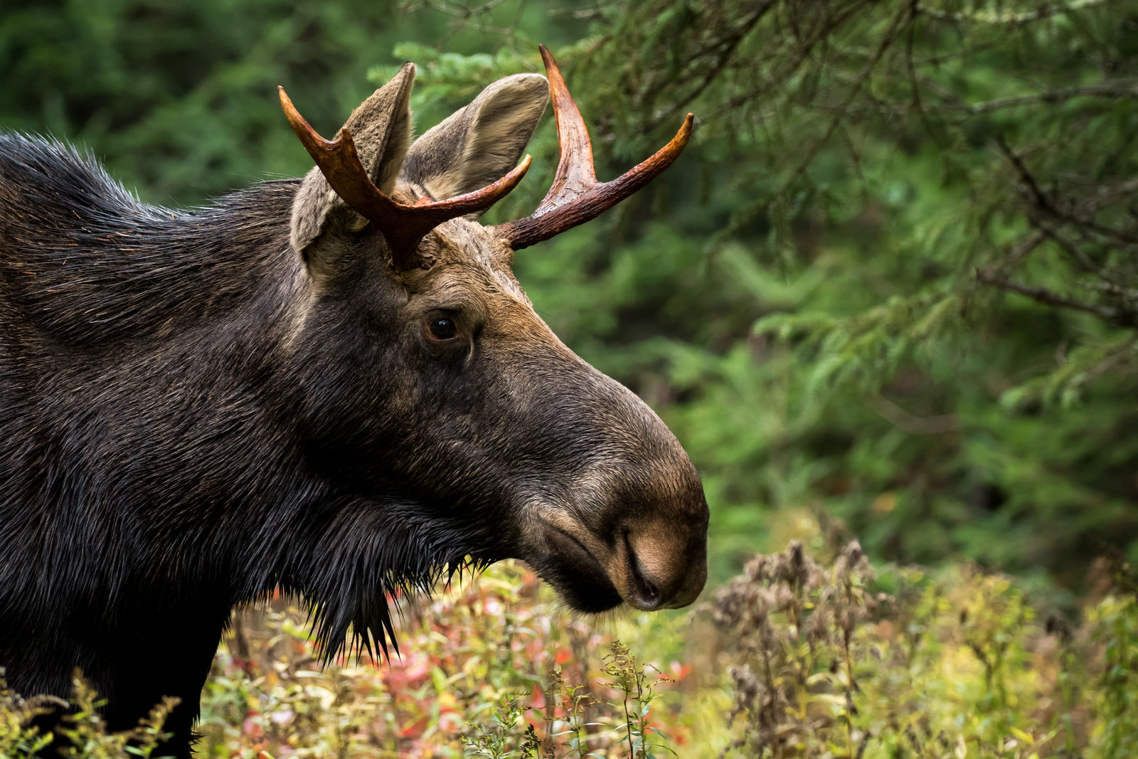 Eland in Algonquin Provincial Park