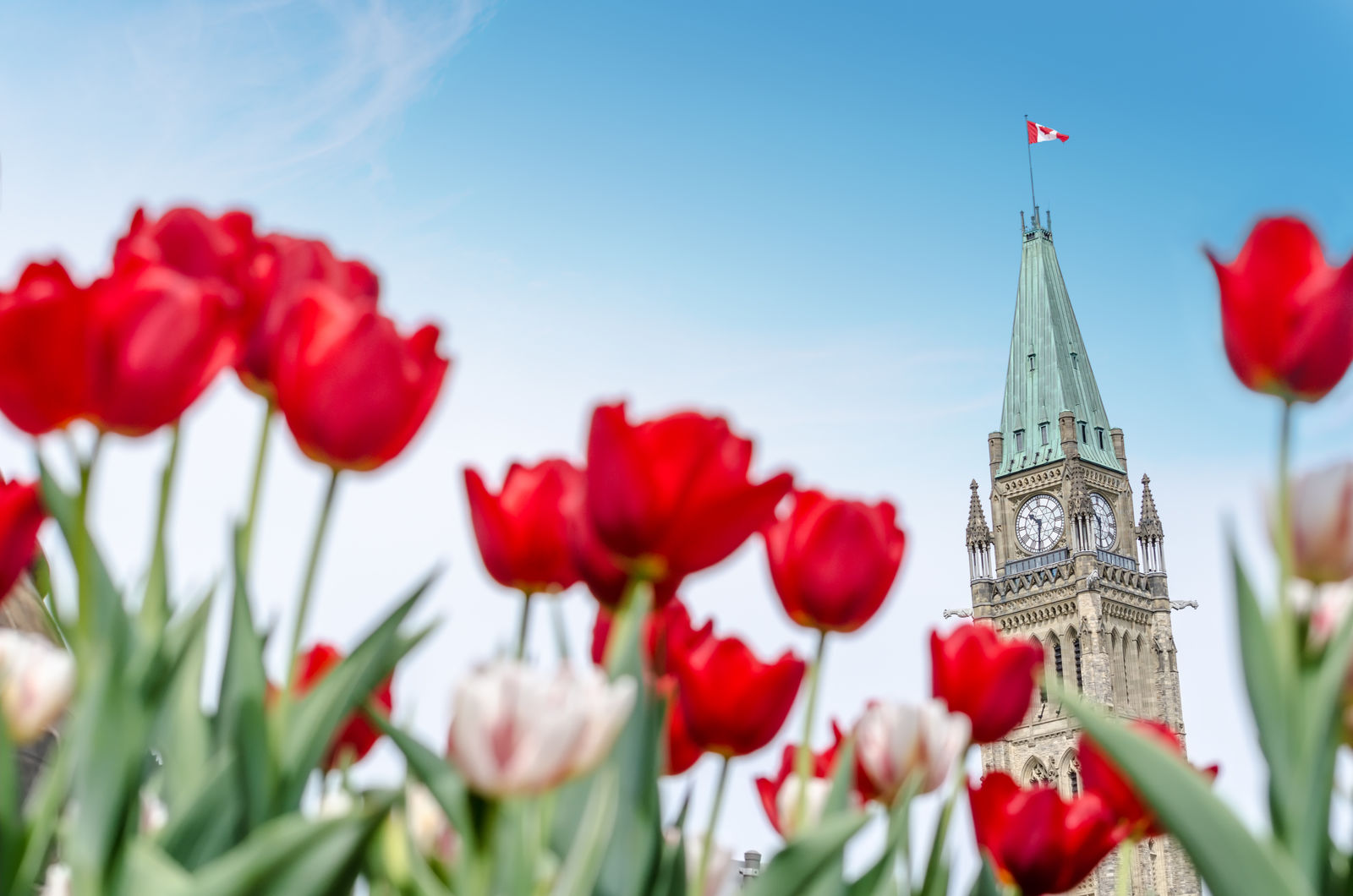 Parliament Hill tijdens het Tulpenfestival