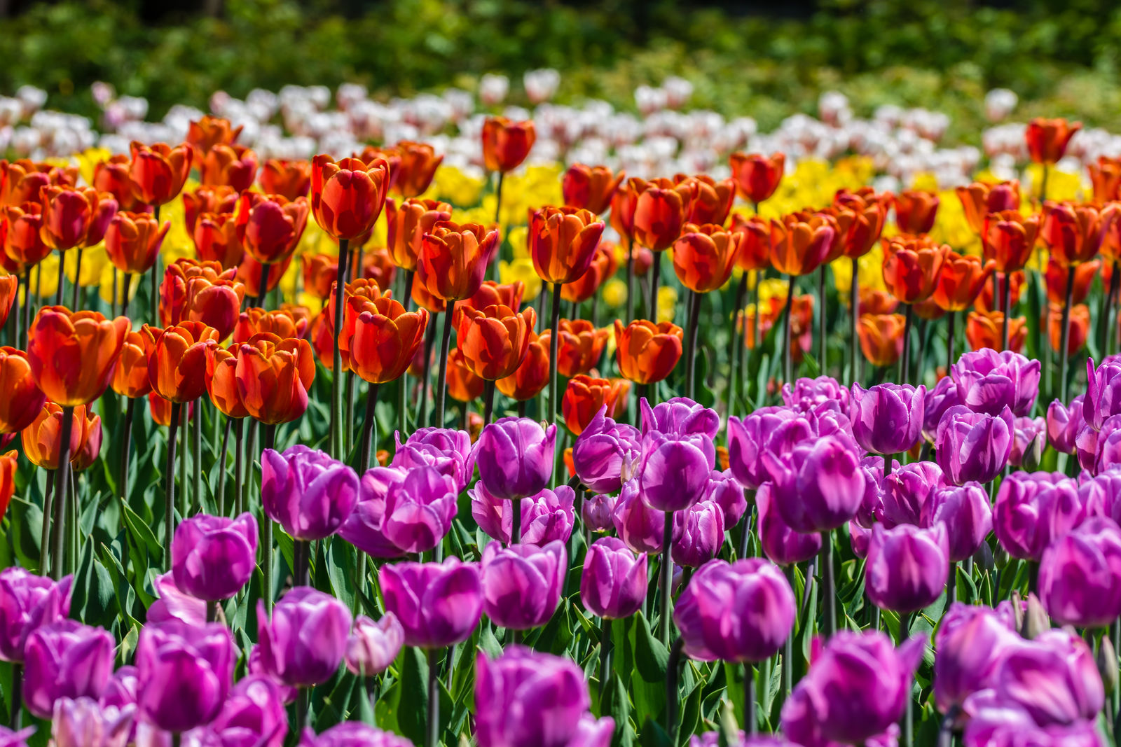 Tulpenfestival in Ottawa