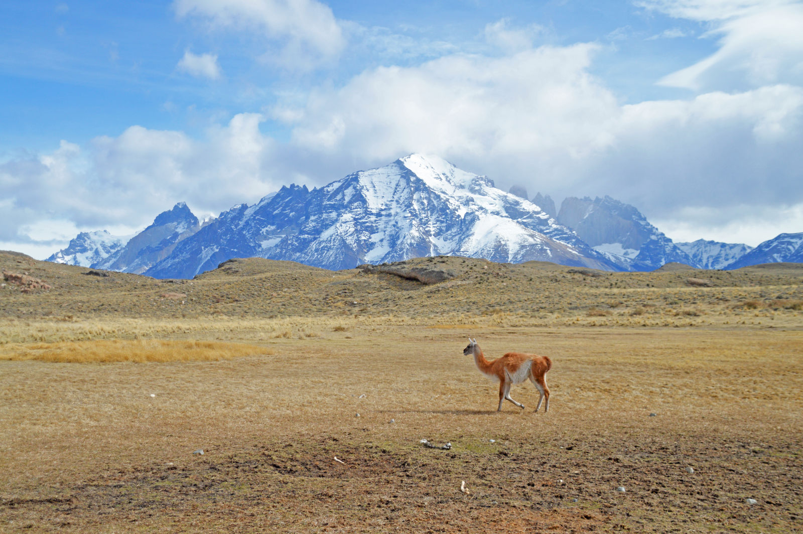 Guanaco in Torres del Paine