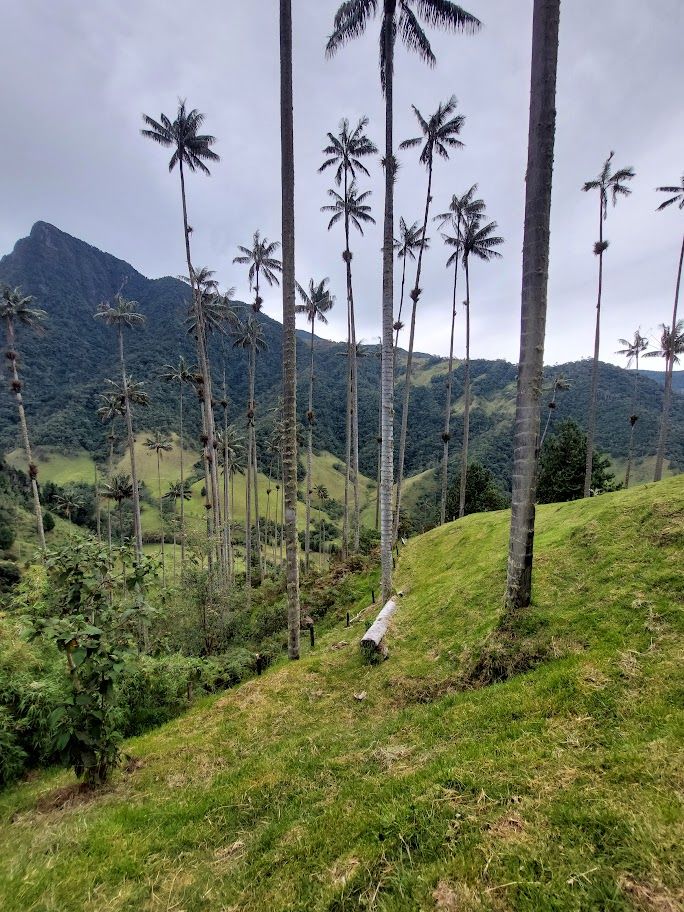 Hiken in de Cocora vallei