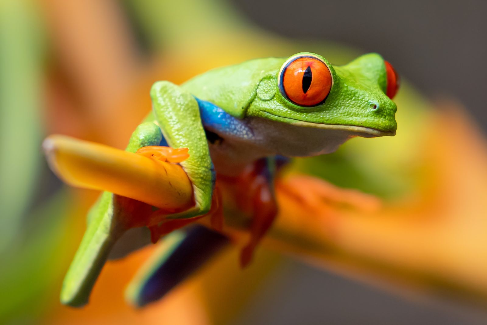 Roodoogmakikikker in Costa Rica