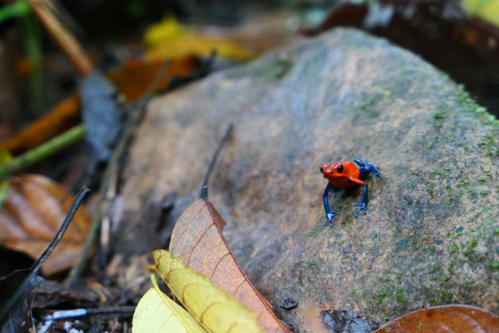 Aardbeikikker, gifkikker in Costa Rica