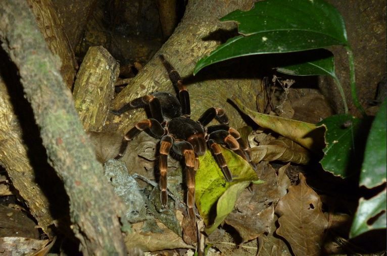 Tarantula in Monteverde, Costa Rica