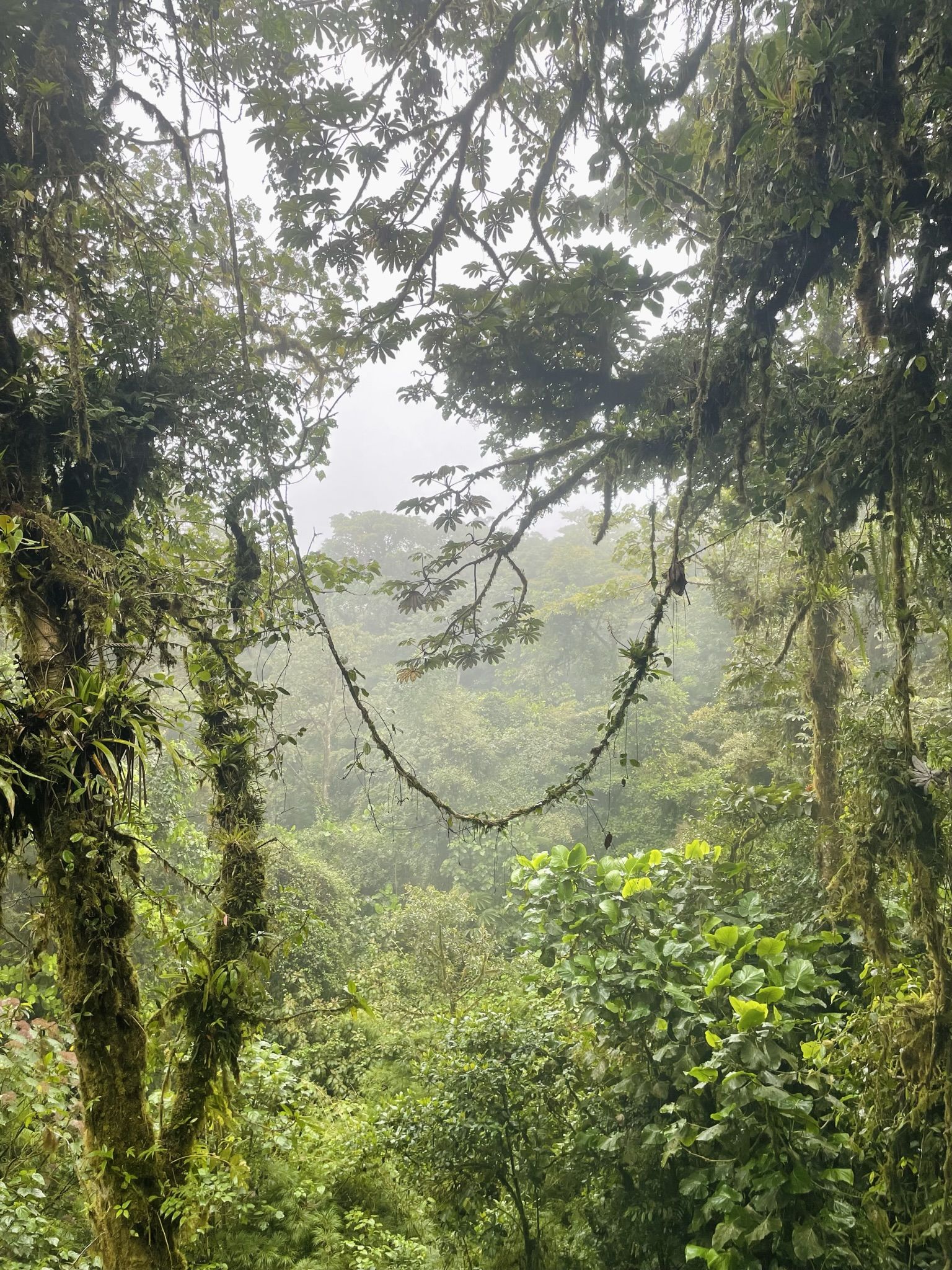 Monteverde Cloud Forest