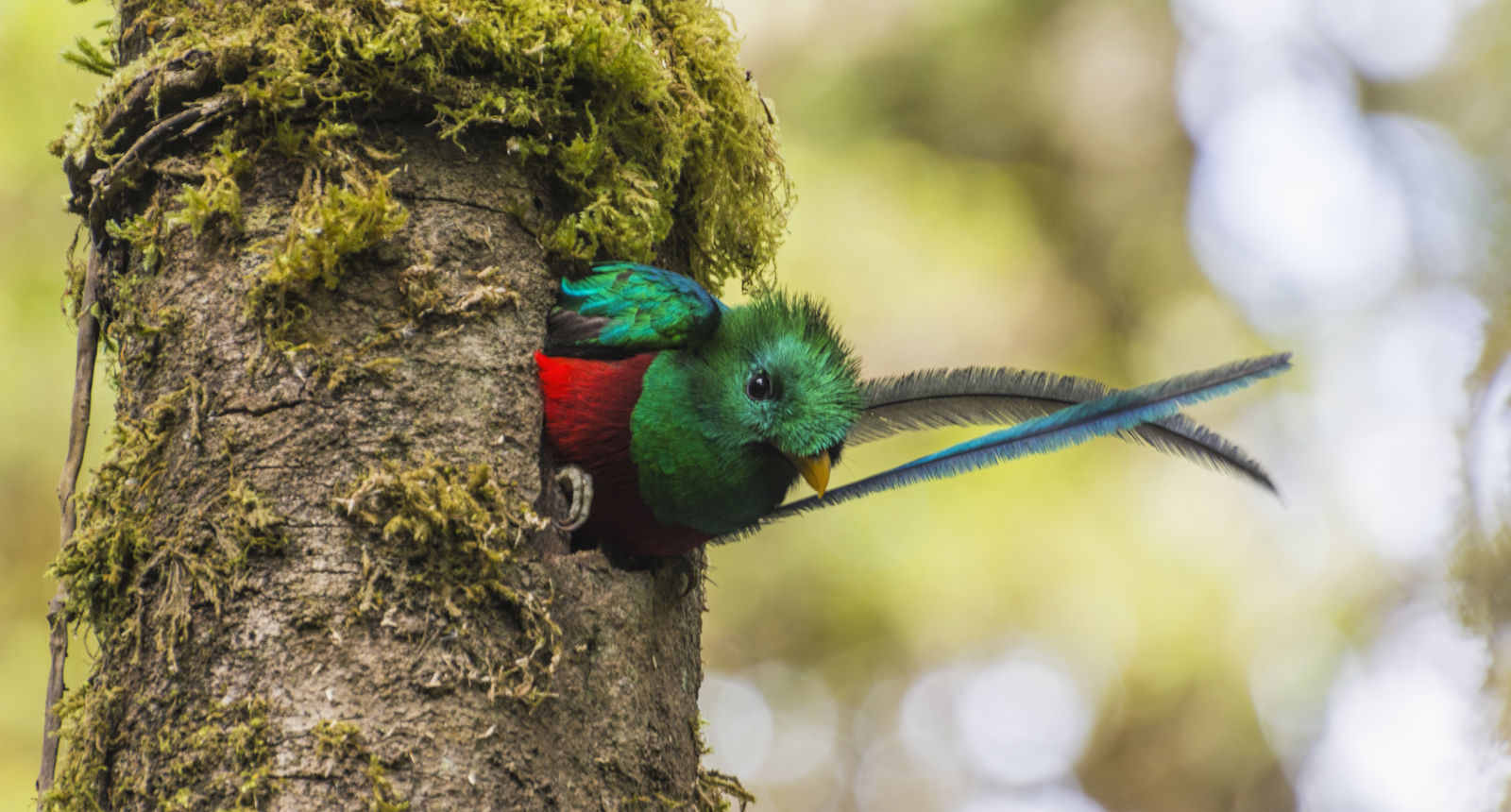 Quetzal in San Gerardo de Dota