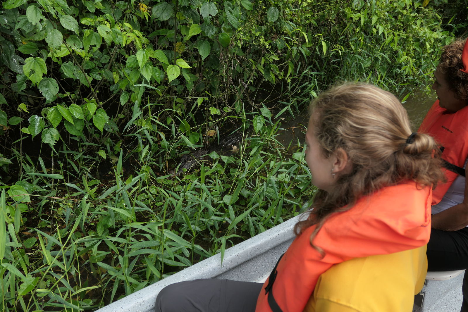 Kaaimannen spotten in Tortuguero