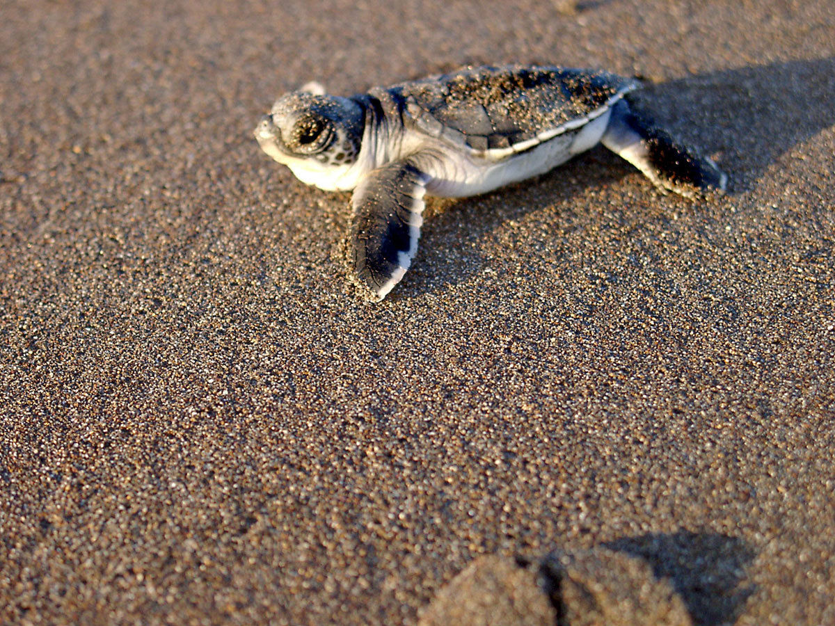 Babyschildpadden spotten in Tortuguero