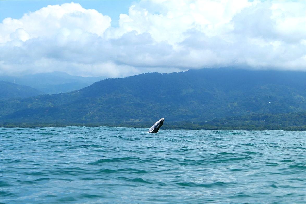Walvisexcursie in Uvita, Costa Rica