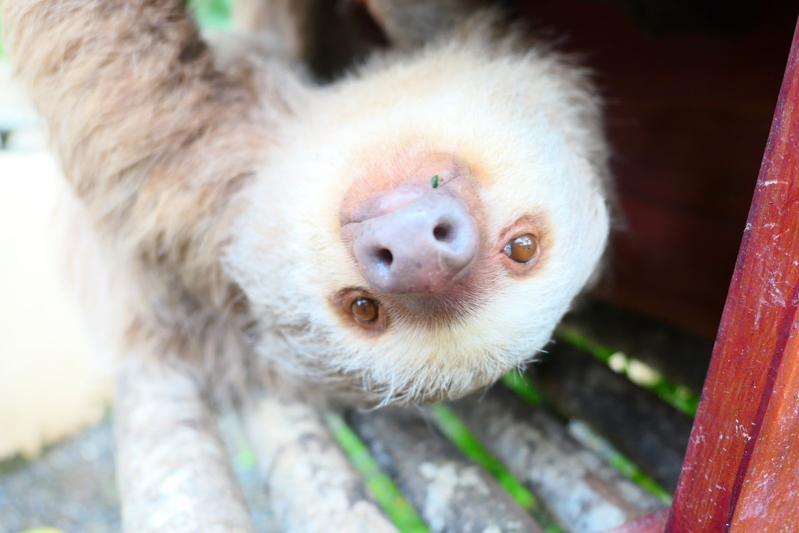 Luiaard in Animal Rescue Center in Costa Rica