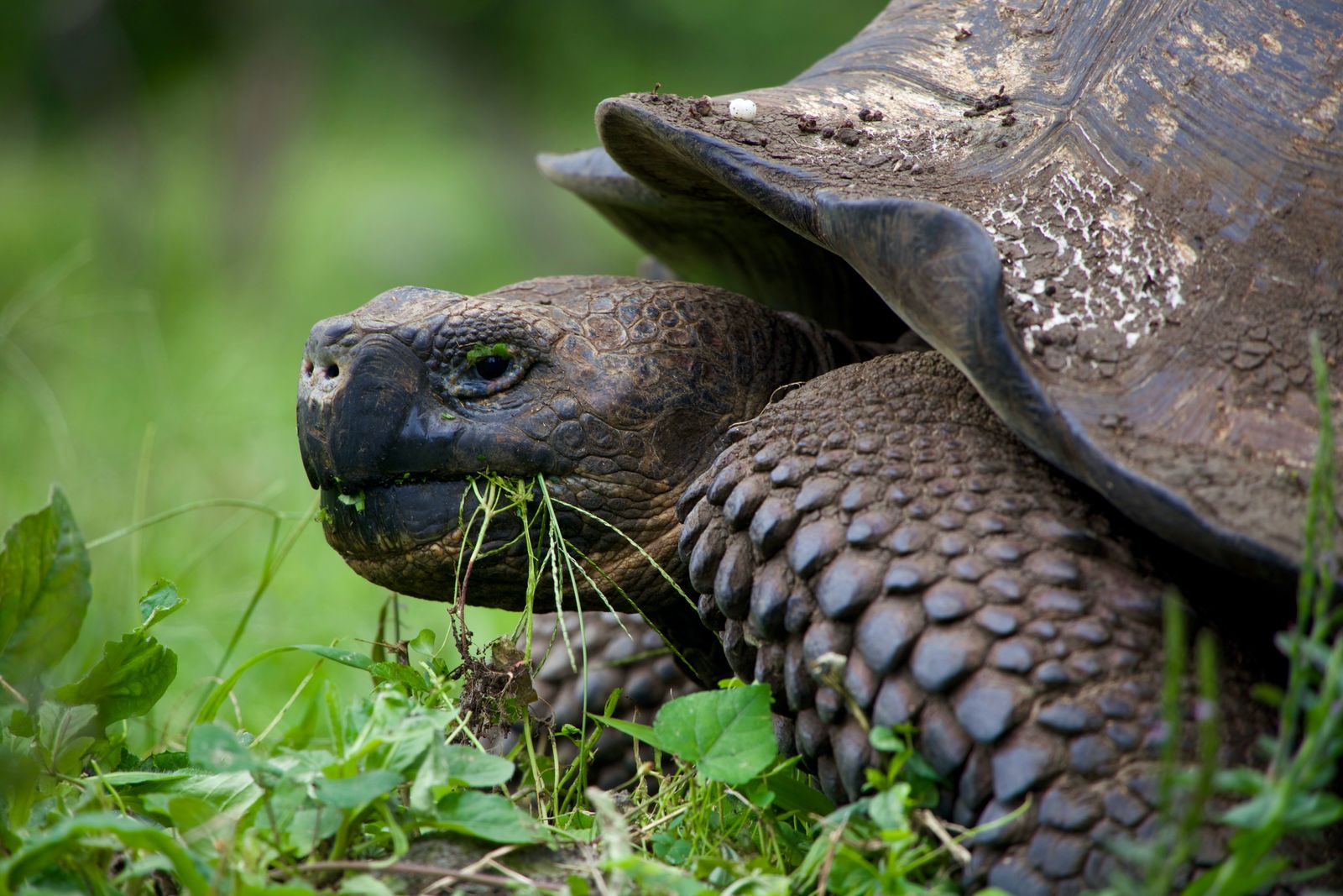 Reuzenschildpadden op de Galápagos