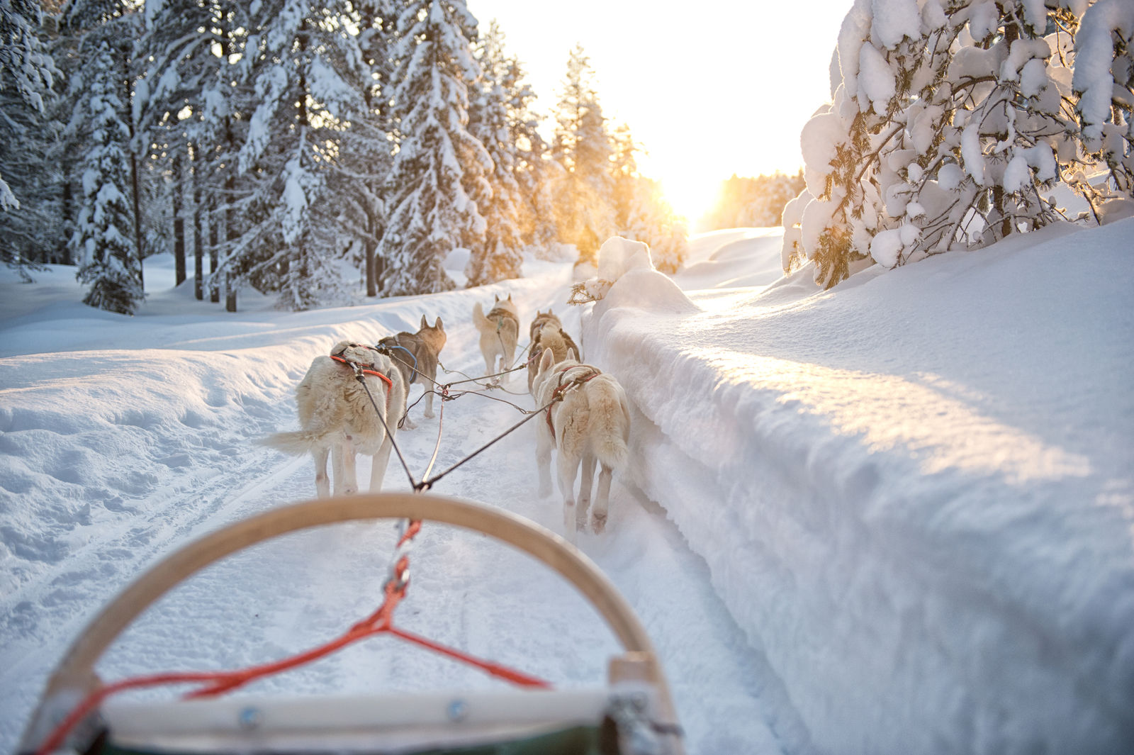 Huskytocht door de sneeuw
