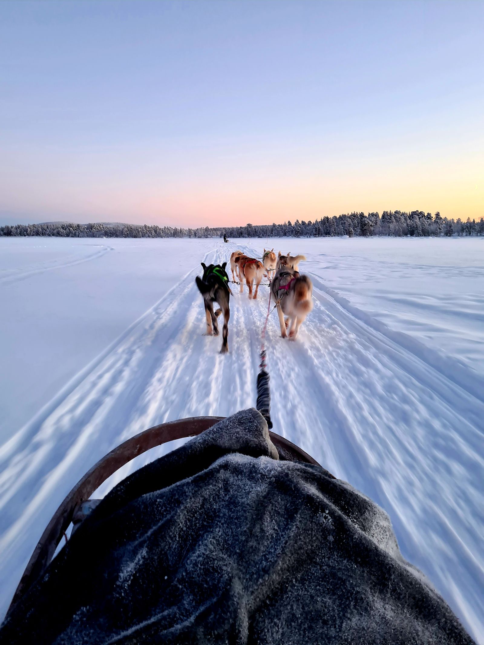 Huskysafari