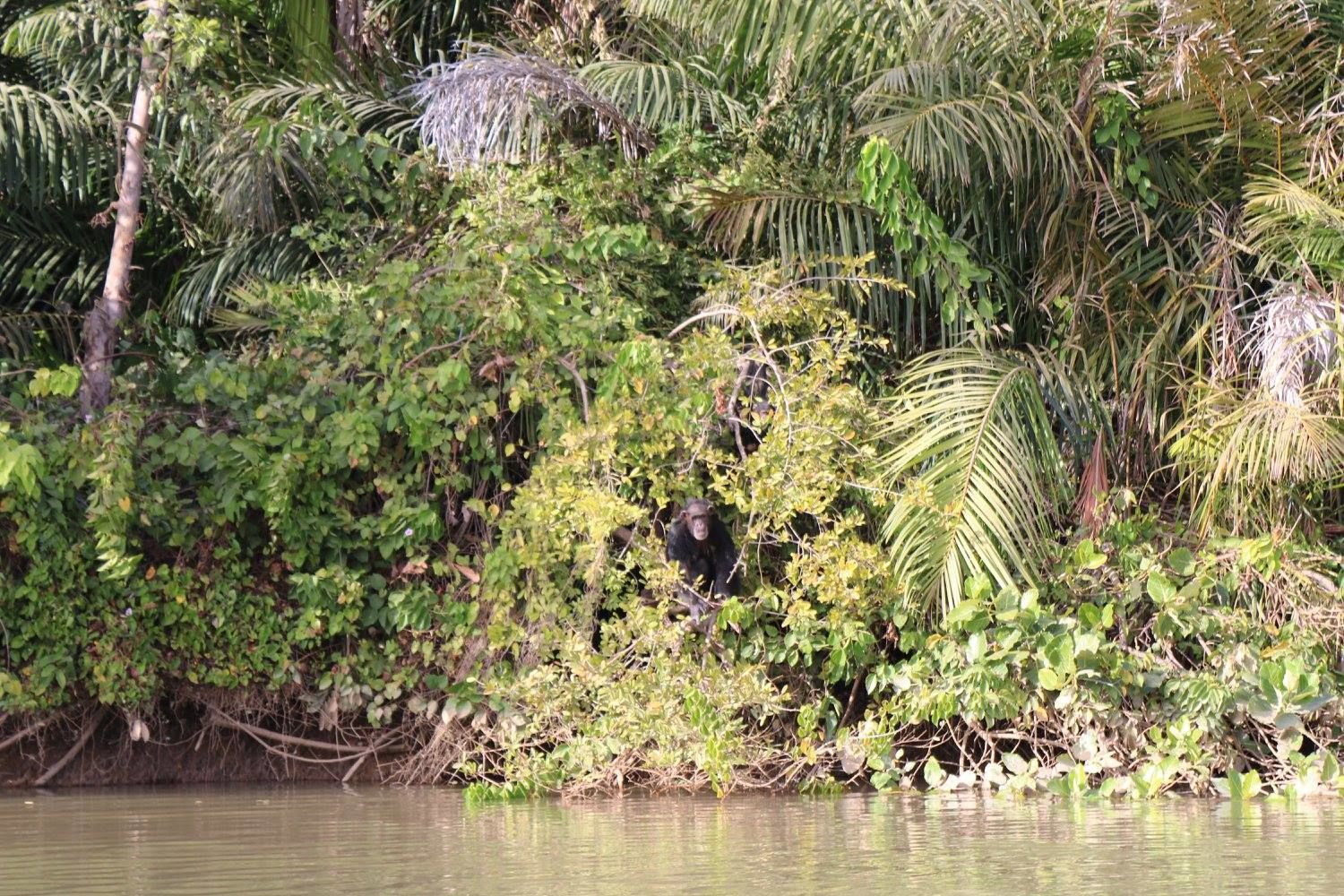 Chimpansee op Baboon Island in Gambia