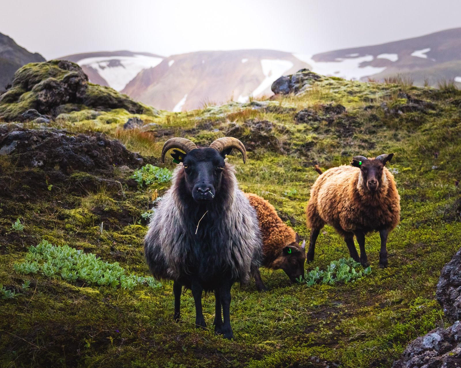 Landmannalaugar