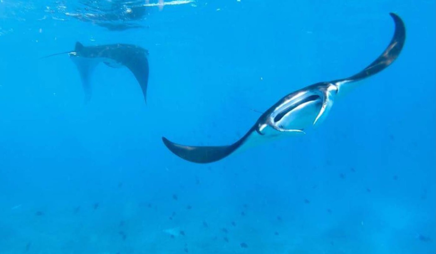 Zwemmen met manta's op Bali