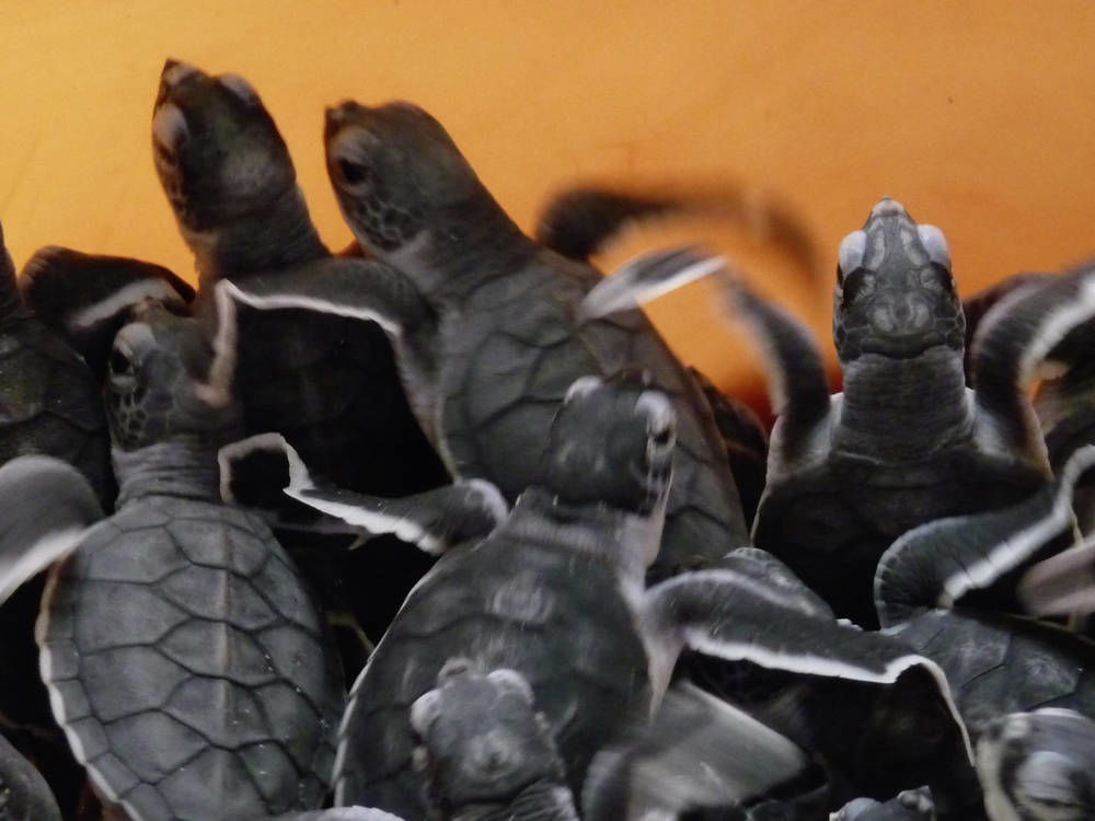 Schildpadjes in Kalibaru