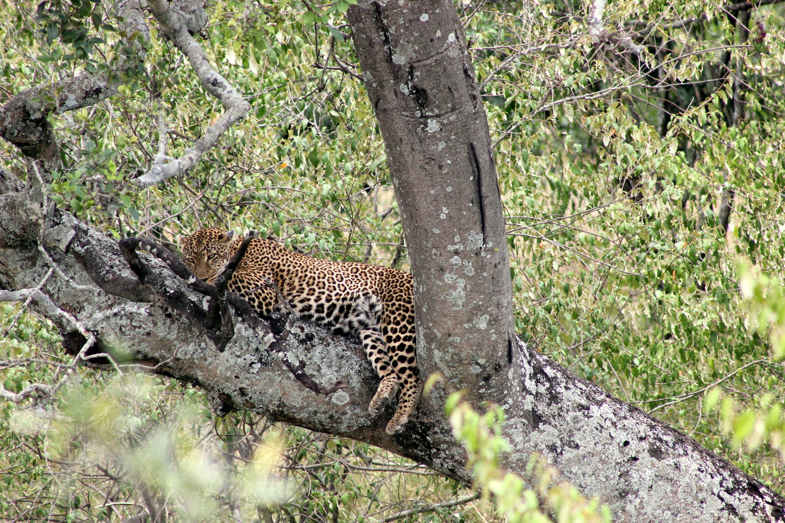 Luipaard in de boom in de Masai Mara