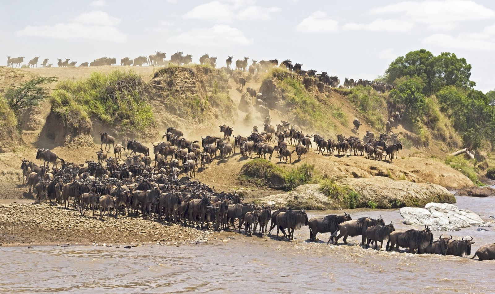 Migratie in de Masai Mara
