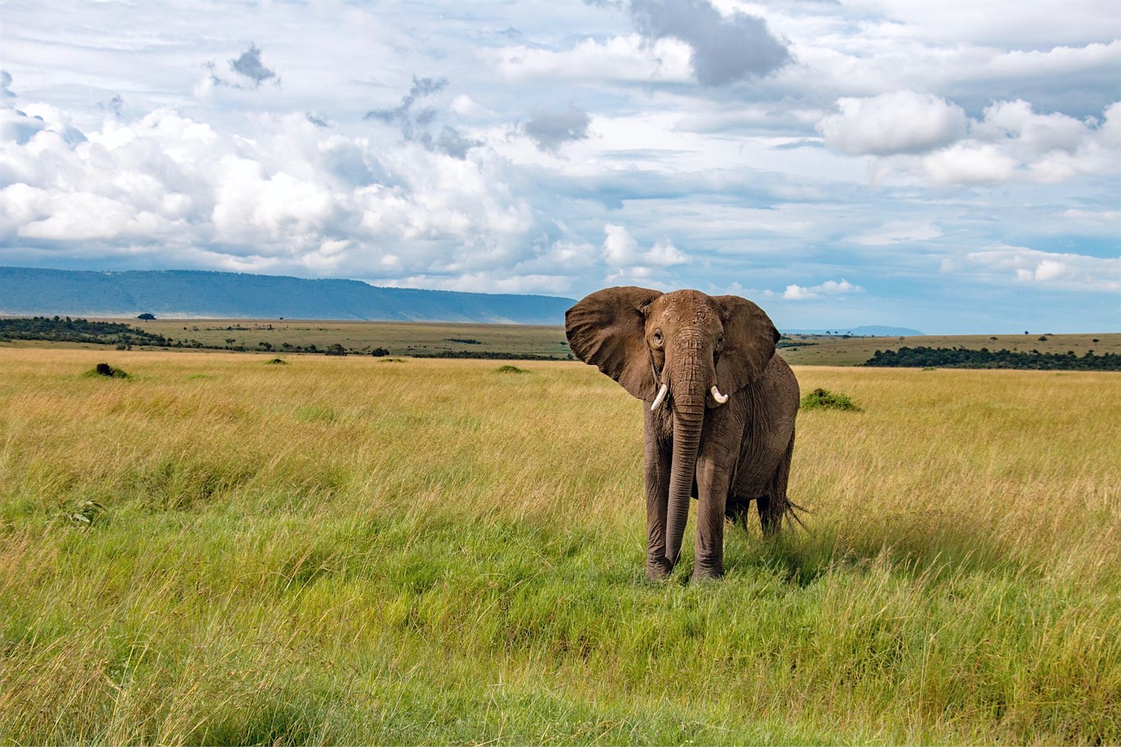 Olifant in de Masai Mara