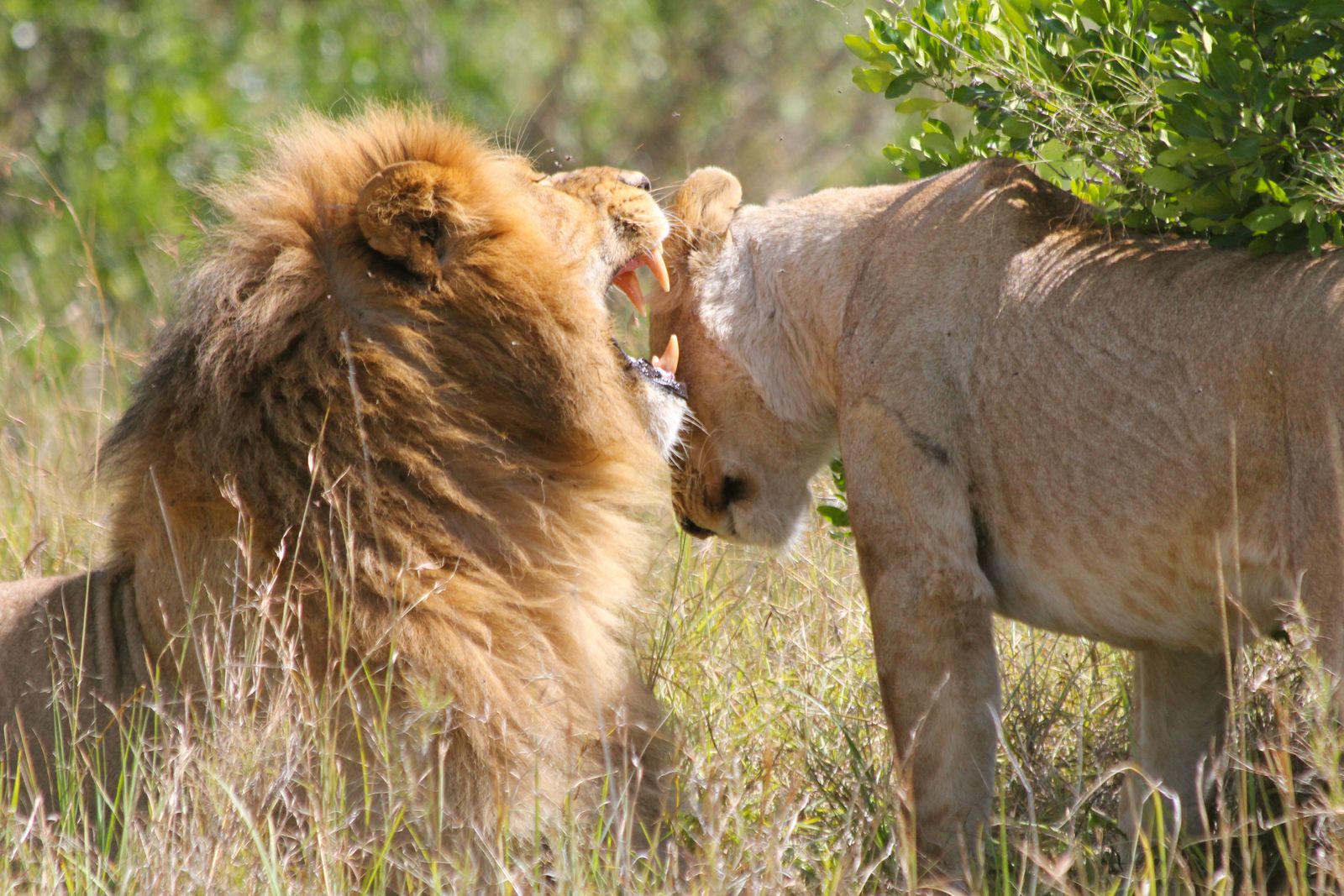 Leeuwen in de Masai Mara