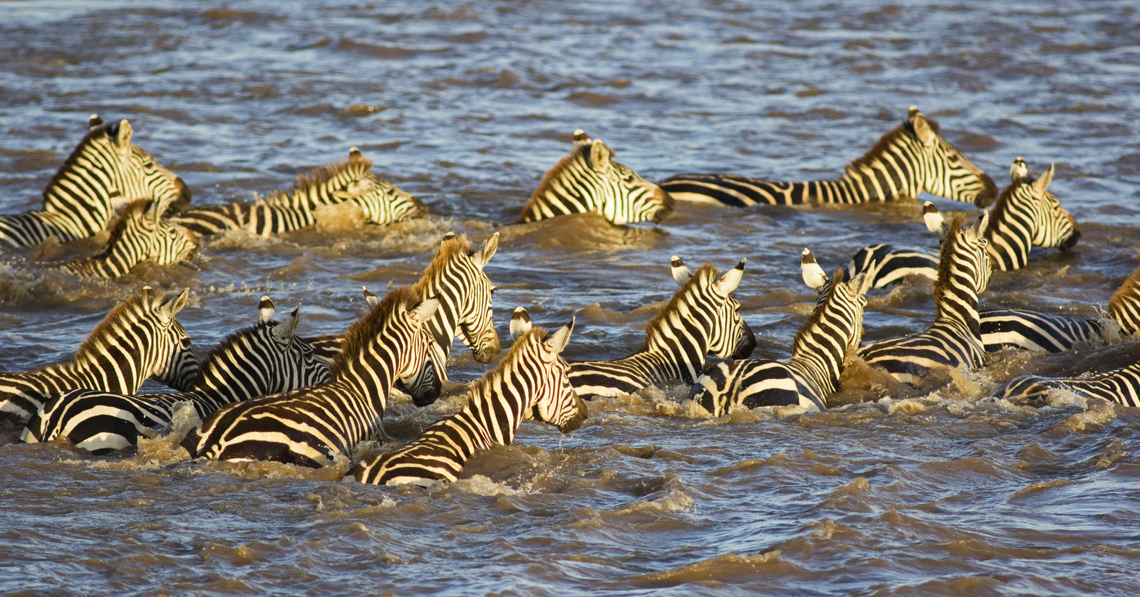 Migratie van zebra's in de Masai Mara