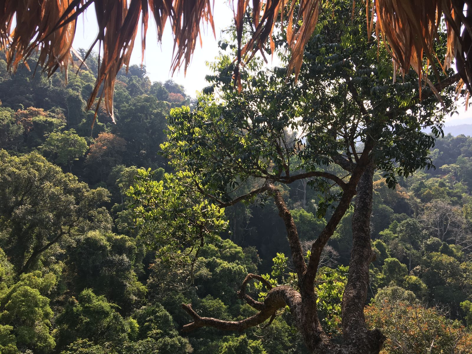 Gibbon Experience in Laos