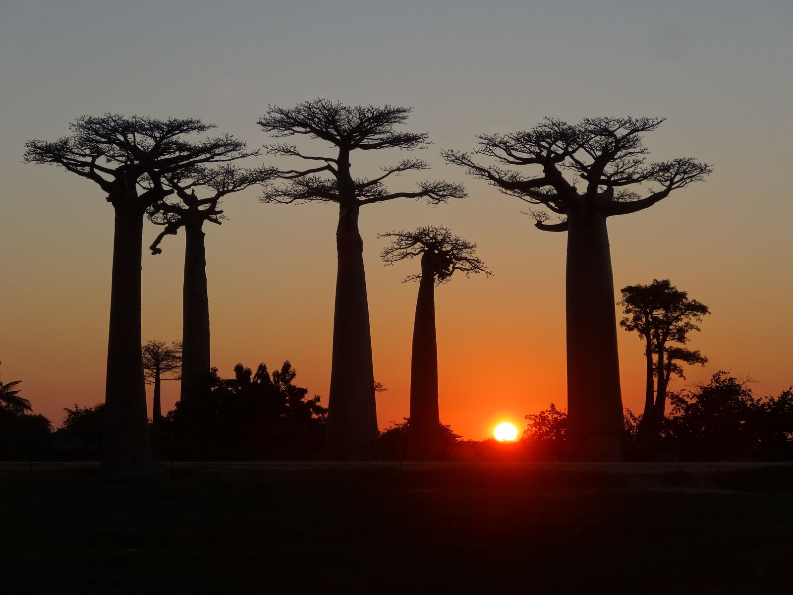 Baobabbomen in Madagaskar