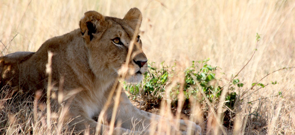 Leeuw in de Masai Mara