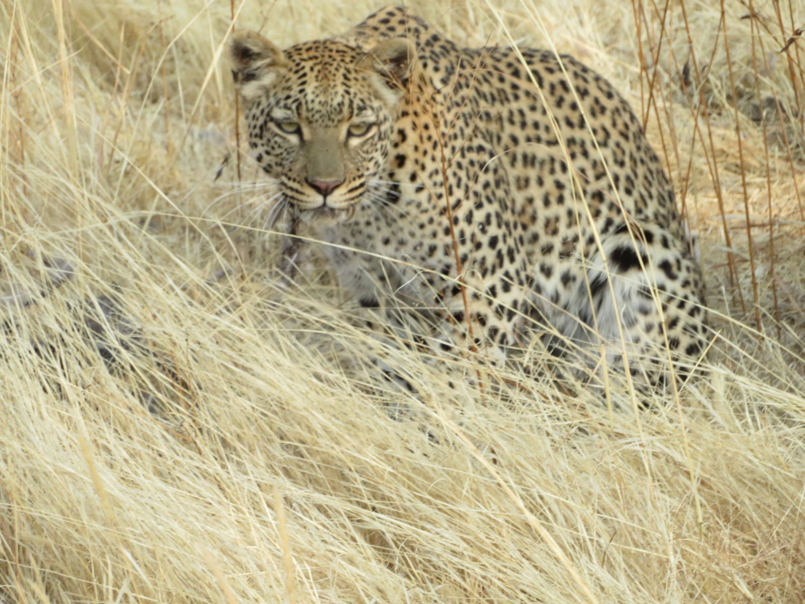 Luipaard in het Erindi Private Game Reserve