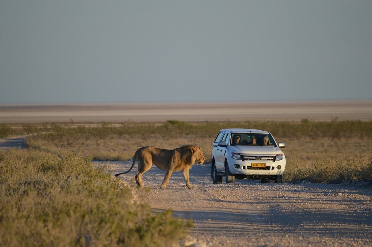 Op safari in Etosha National Park