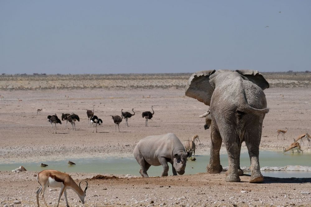 Etosha National Park