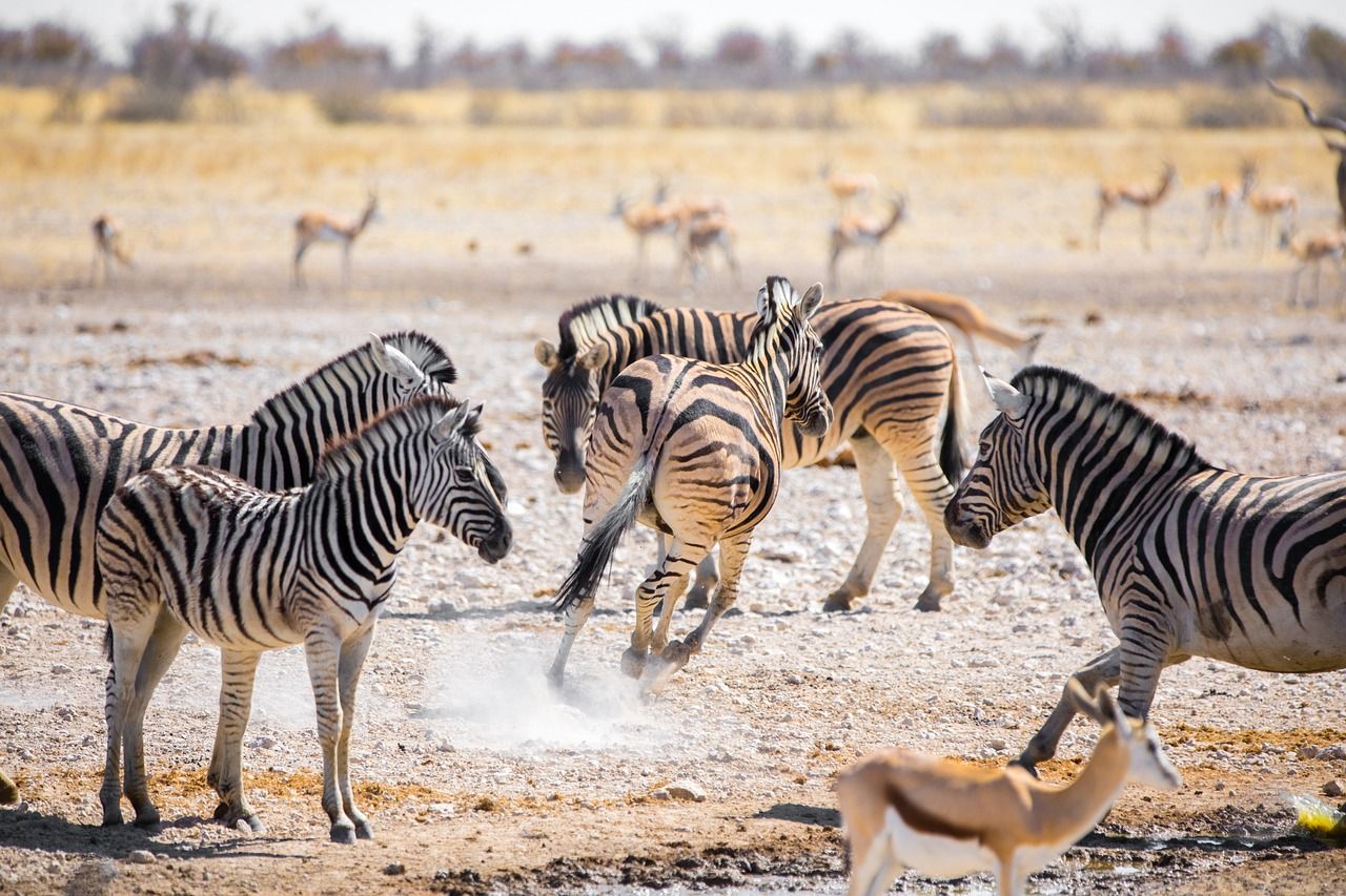 Zebra's in Etosha National Park