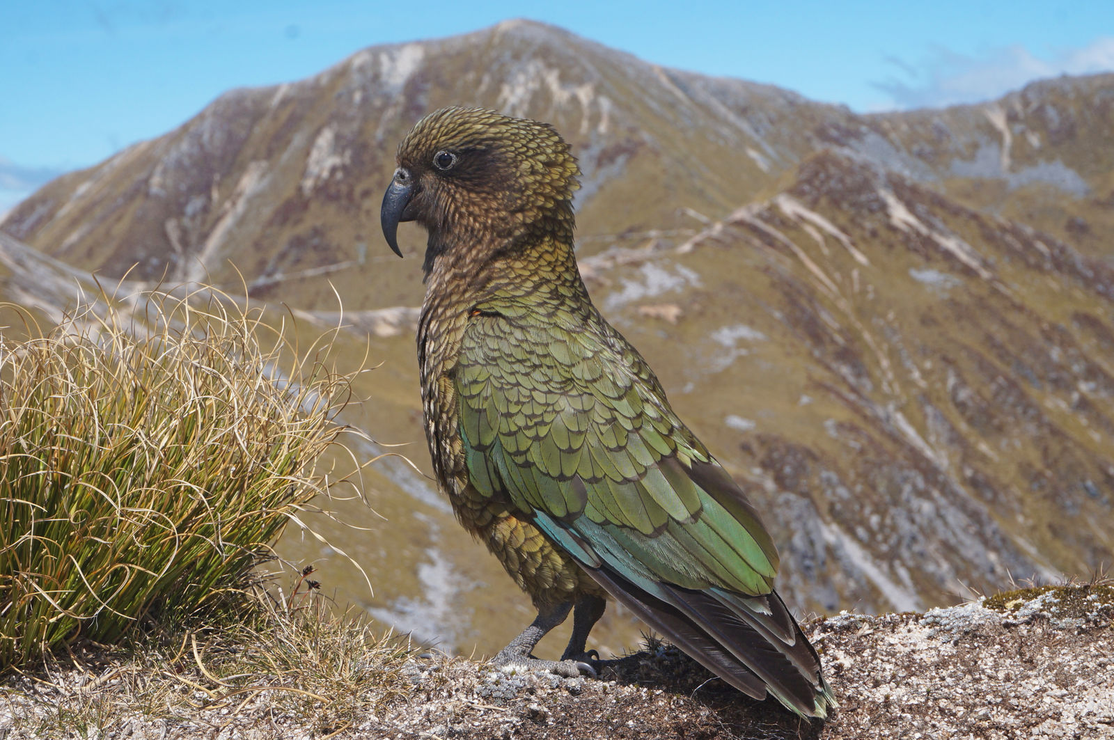 Kea op de Kepler Track