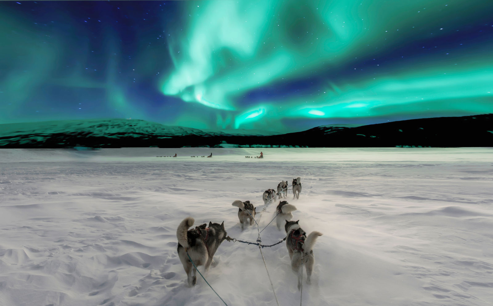 Het noorderlicht spotten tijdens een huskysafari in Noorwegen