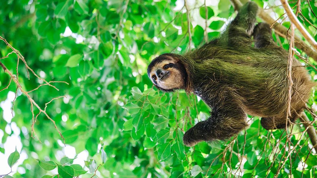 Luiaards spotten in Panama