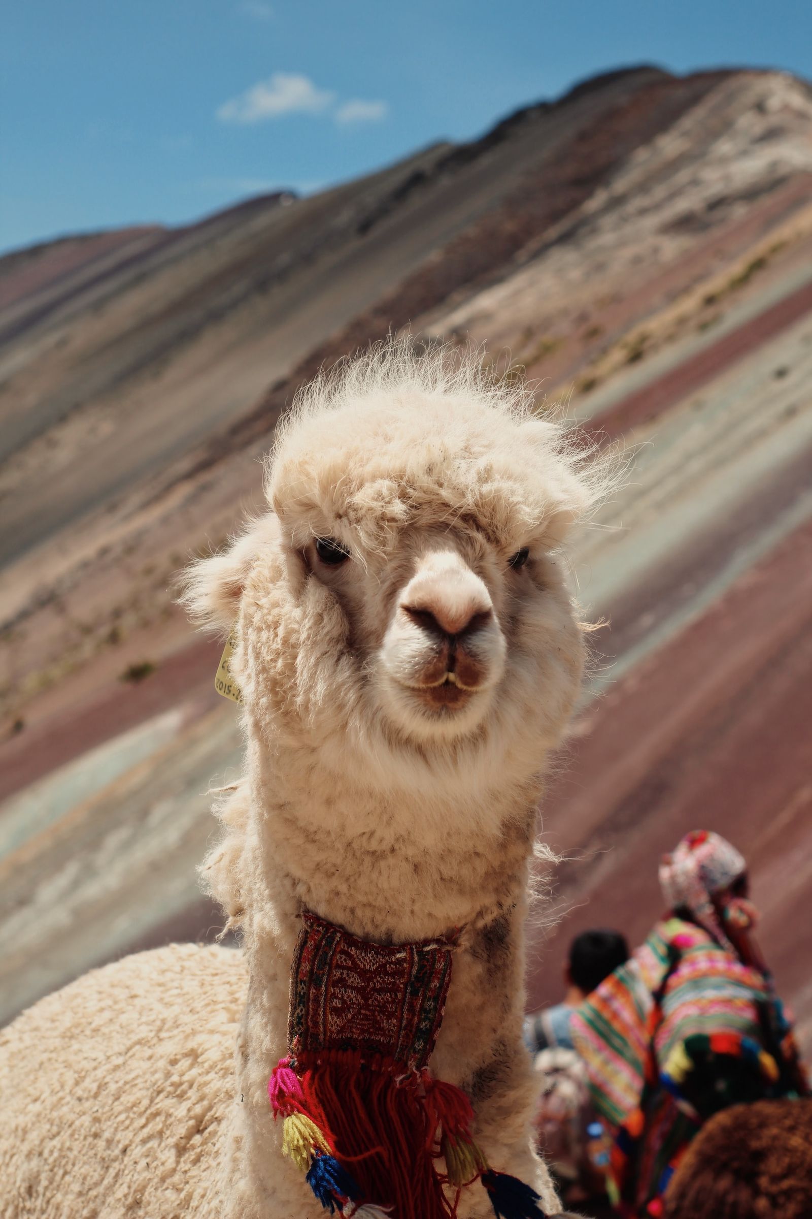 Alpaca Rainbow M