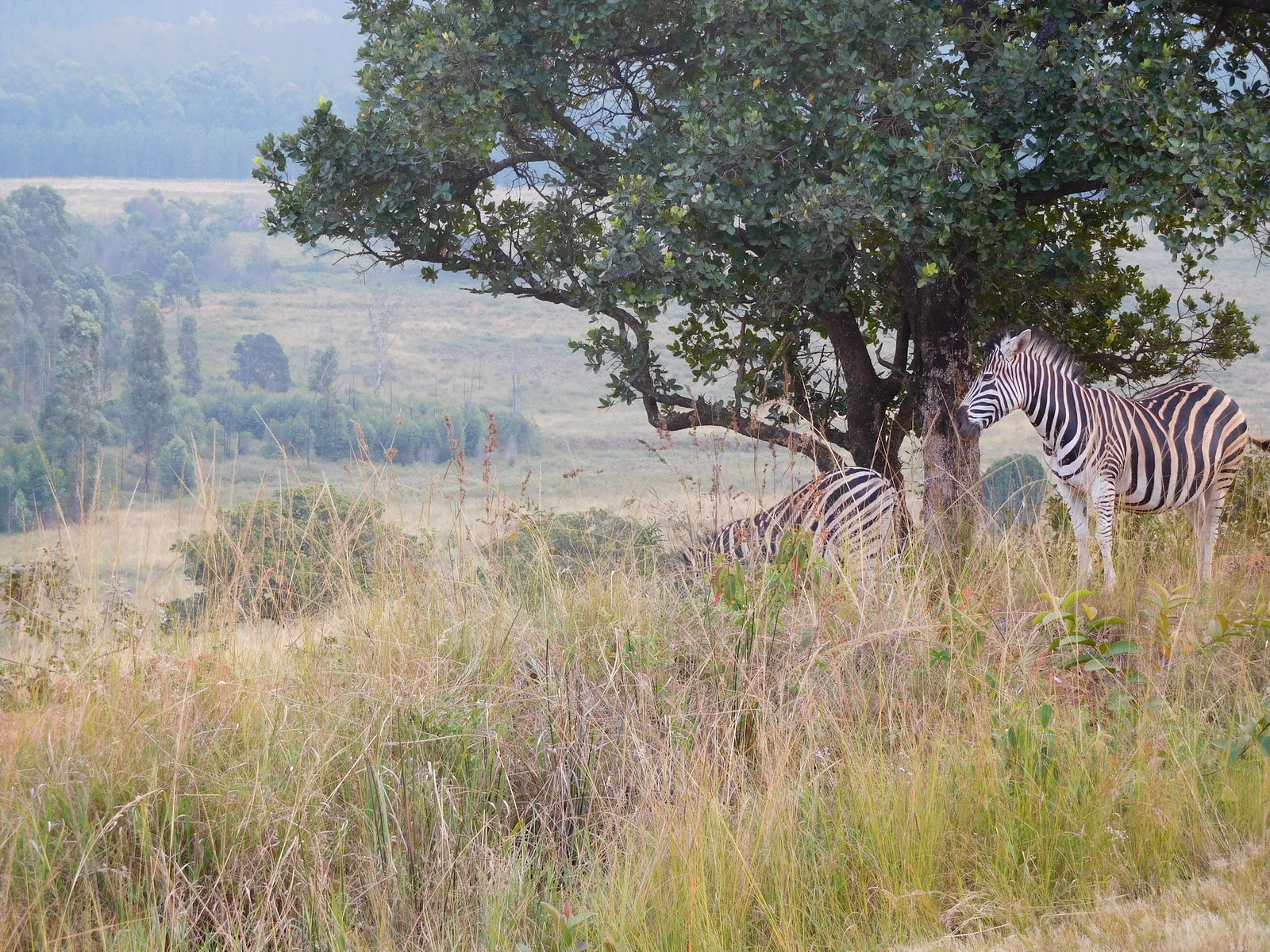 Zebra's in eSwatini (Swaziland)