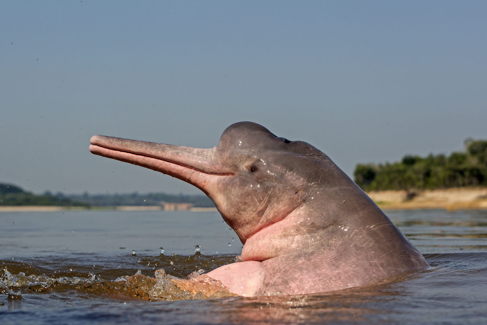 Roze rivierdolfijn in de Amazone
